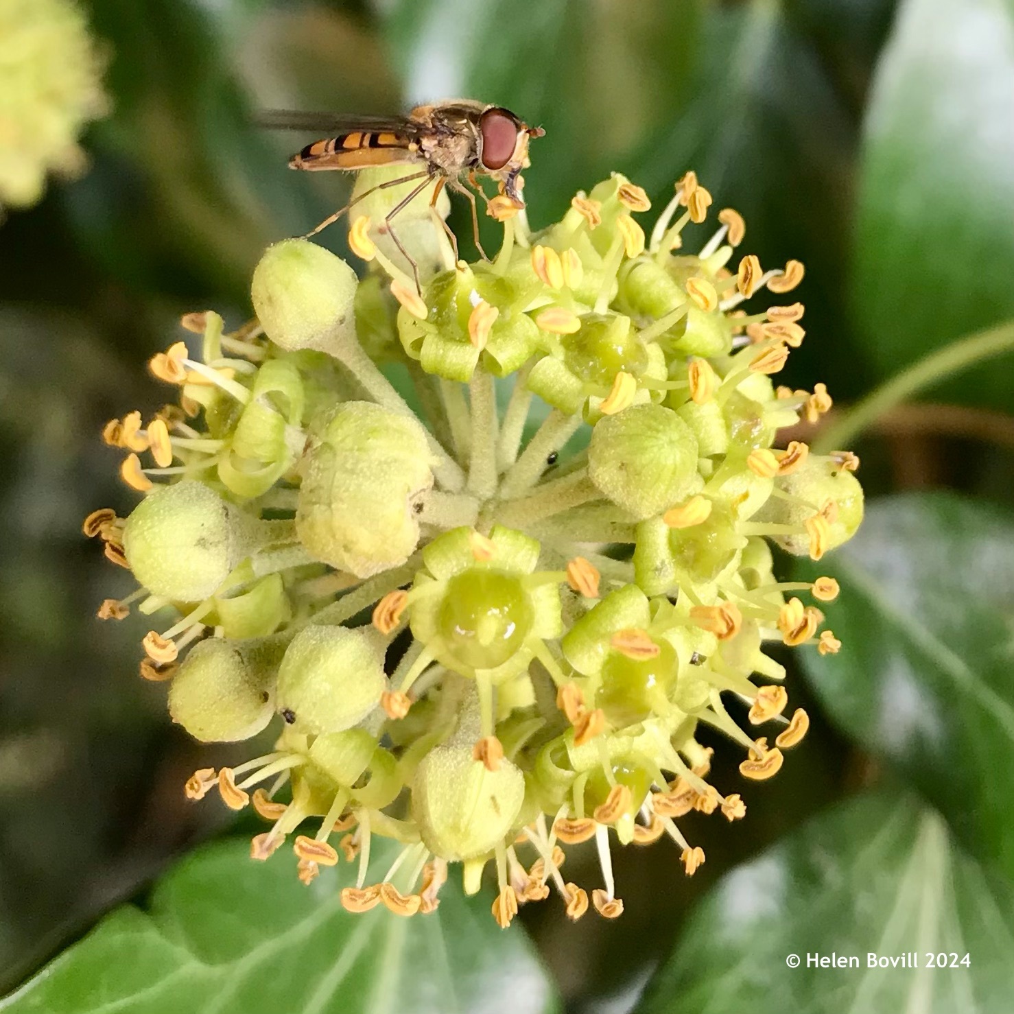 An Ivy flower with a Marmalade hoverfly feeding on it