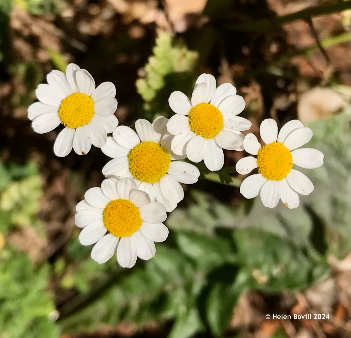 The daisy-like flowers of Feverfew