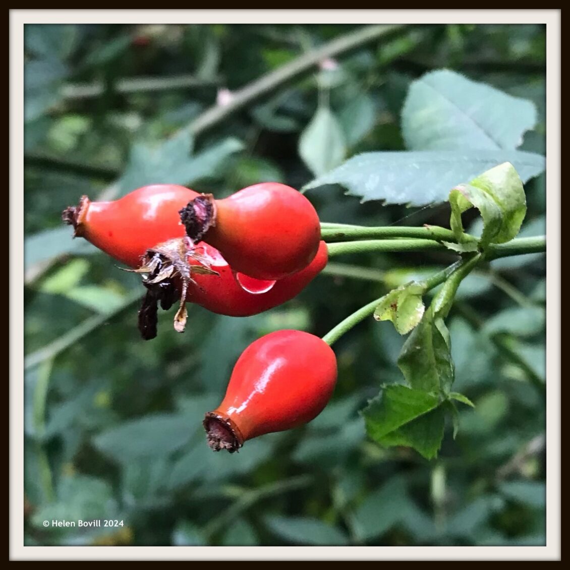 Red Rosehips with raindrops on them in the cemetery