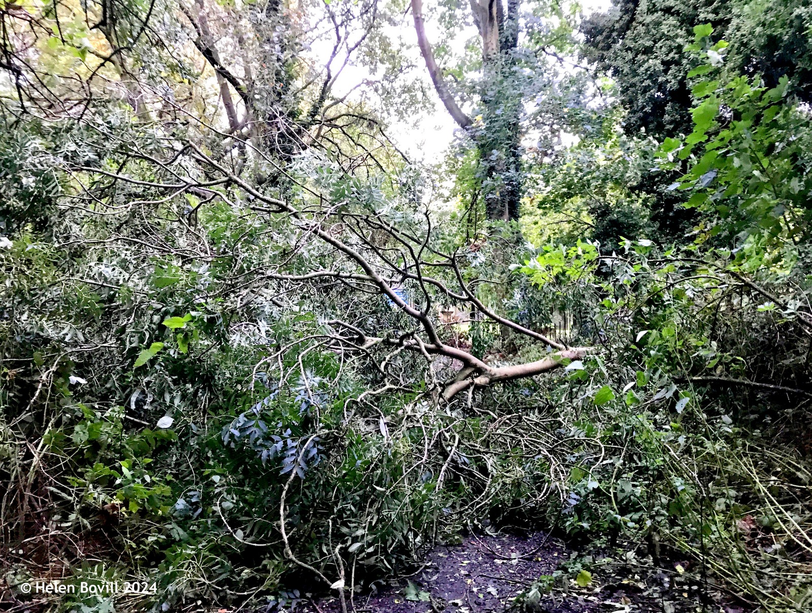 A fallen tree at the western end of the cemetery