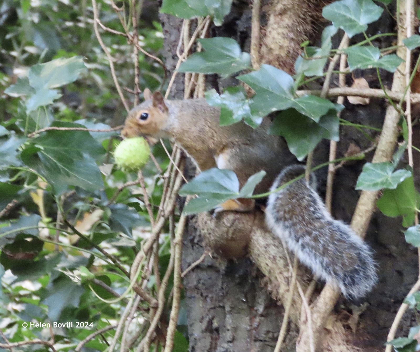 A squirrel with a horse chestnut fruit in its mouth