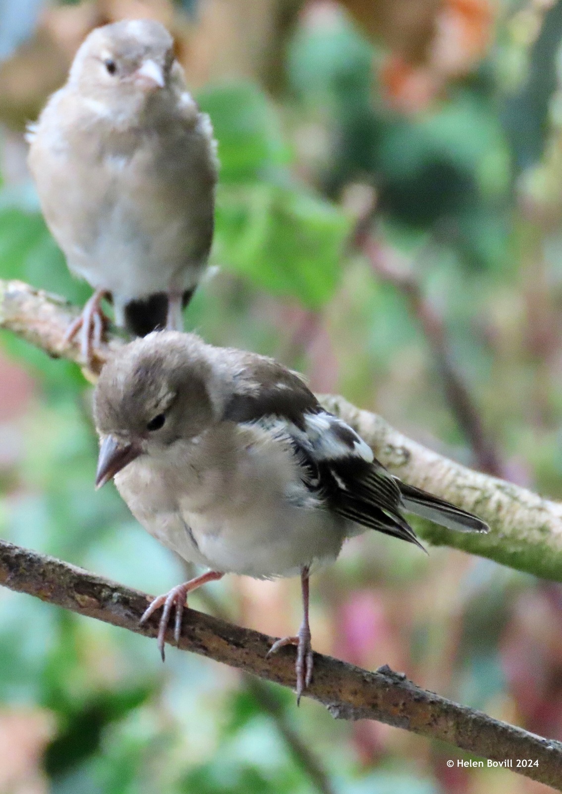 Two young Chaffinches 