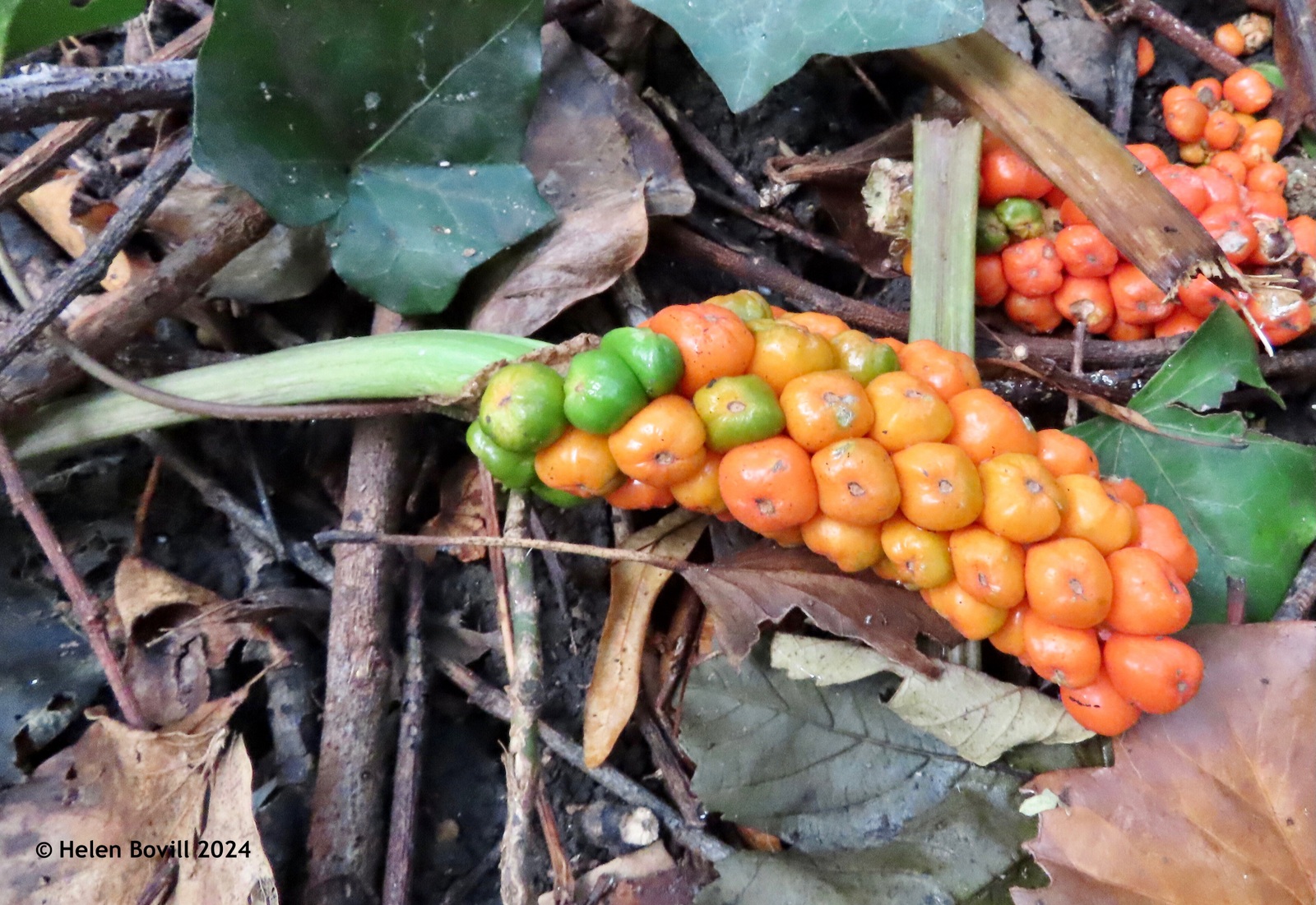 Orange and green berries on cuckoopint or Lords-and-Ladies