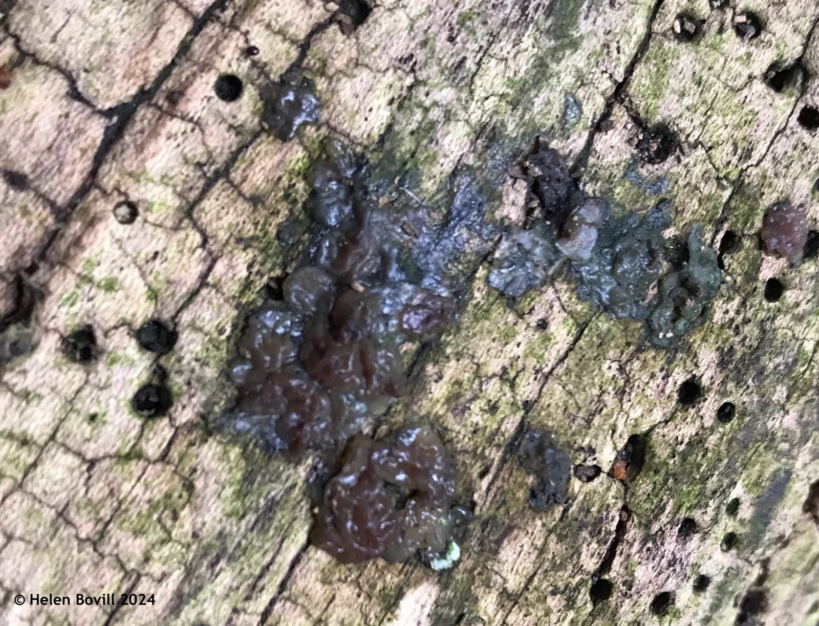 Witches' butter fungus growing on a fallen log in the cemetery