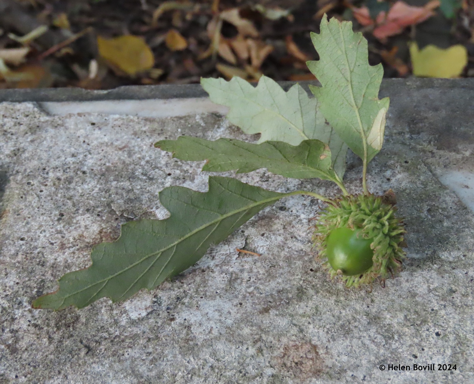 An unripe Turkey Oak Acorn on a a headstone in the cemetery