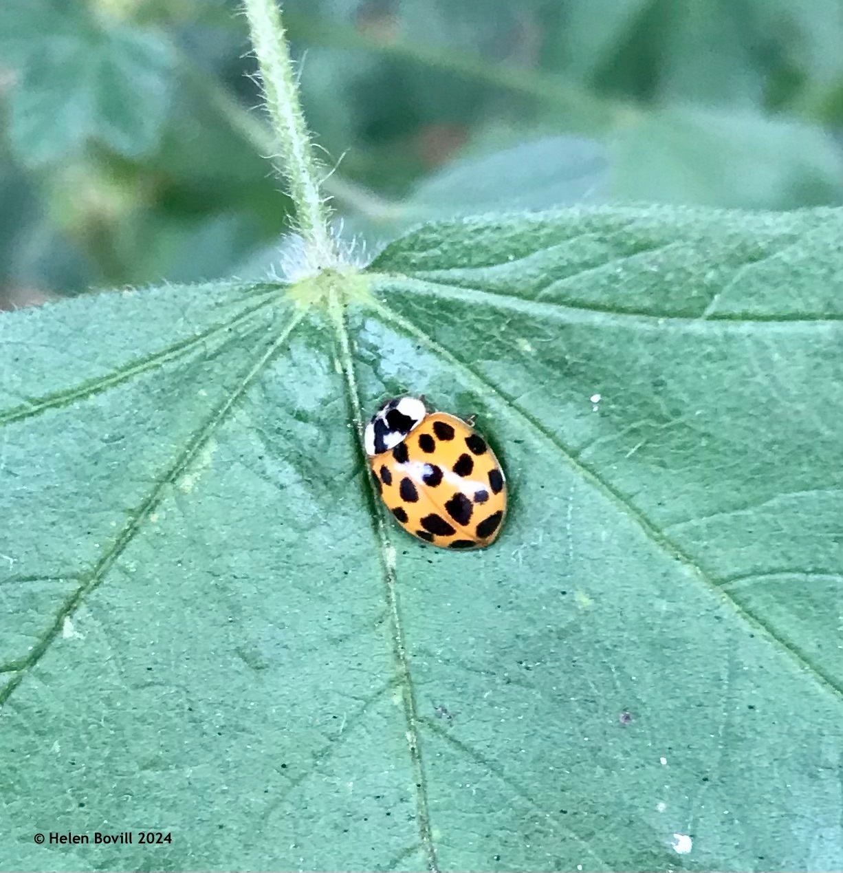 An orange and black spotted Harlequin Ladybird