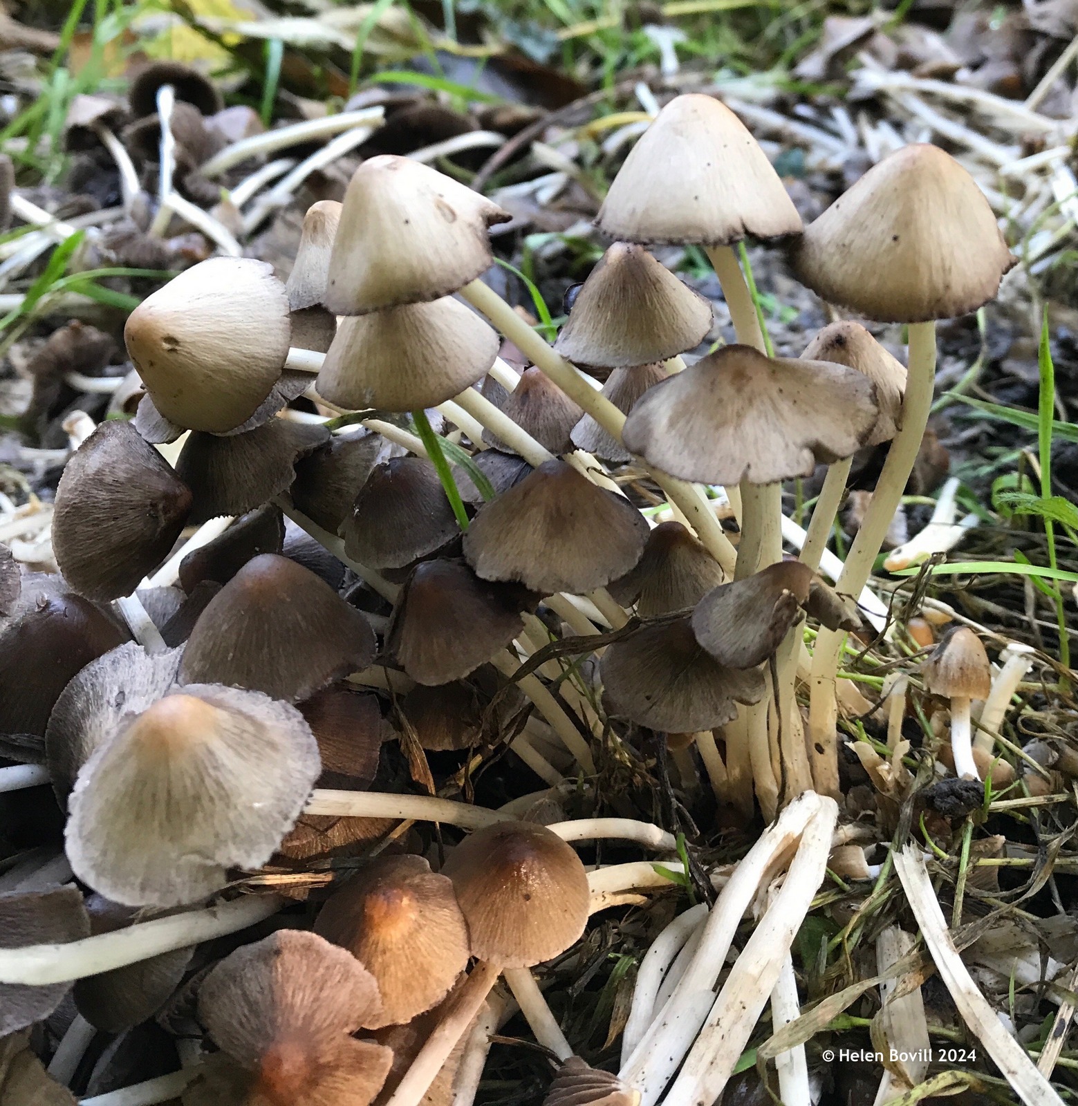 A small cluster of inkcap mushrooms on the ground in the cemetery