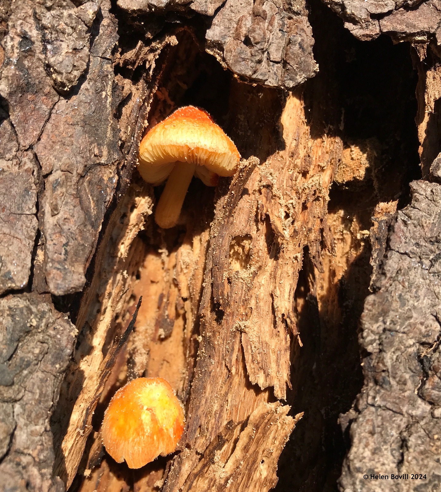 Two orange Flame Shield mushrooms growing inside the exposed, rotting trunk of a tree