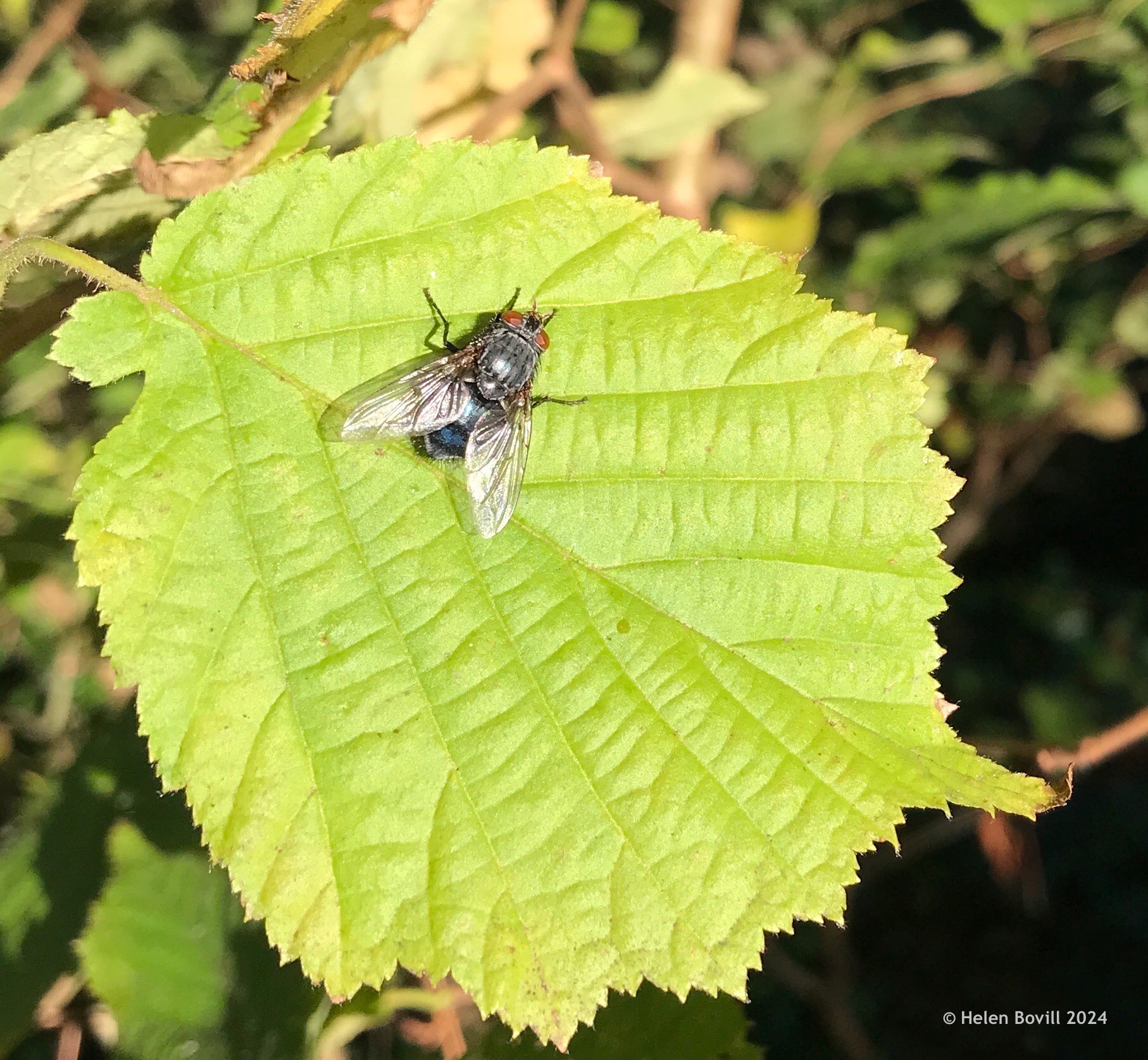 Bluebottle fly on the leaf of a Lime tree inside the cemetery