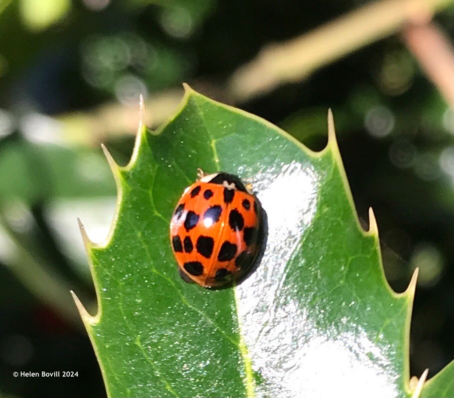 A harlequin ladybird on a holly leaf in the cemetery