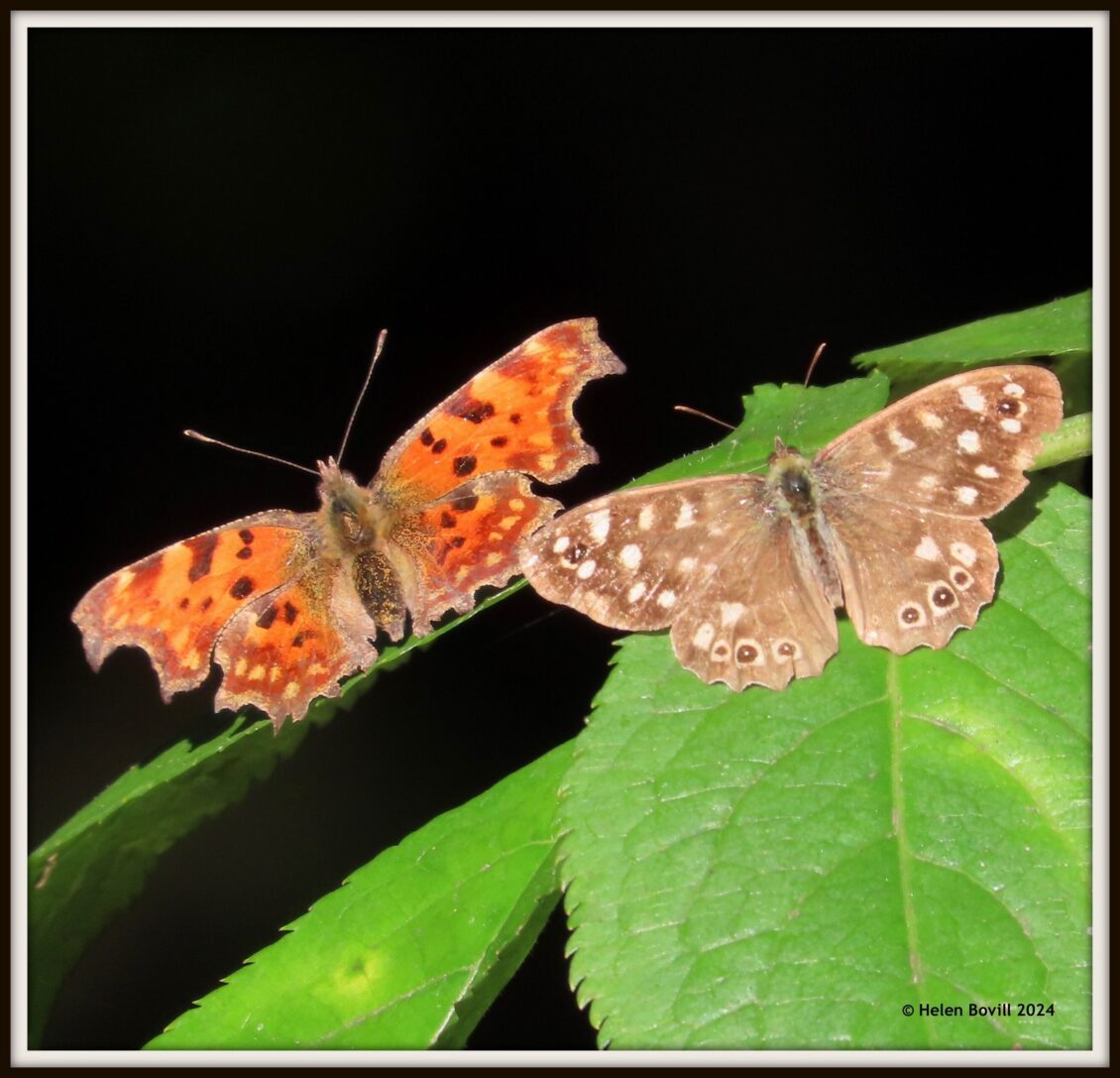 A comma and a speckled wood butterfly on leaves in the cemetery