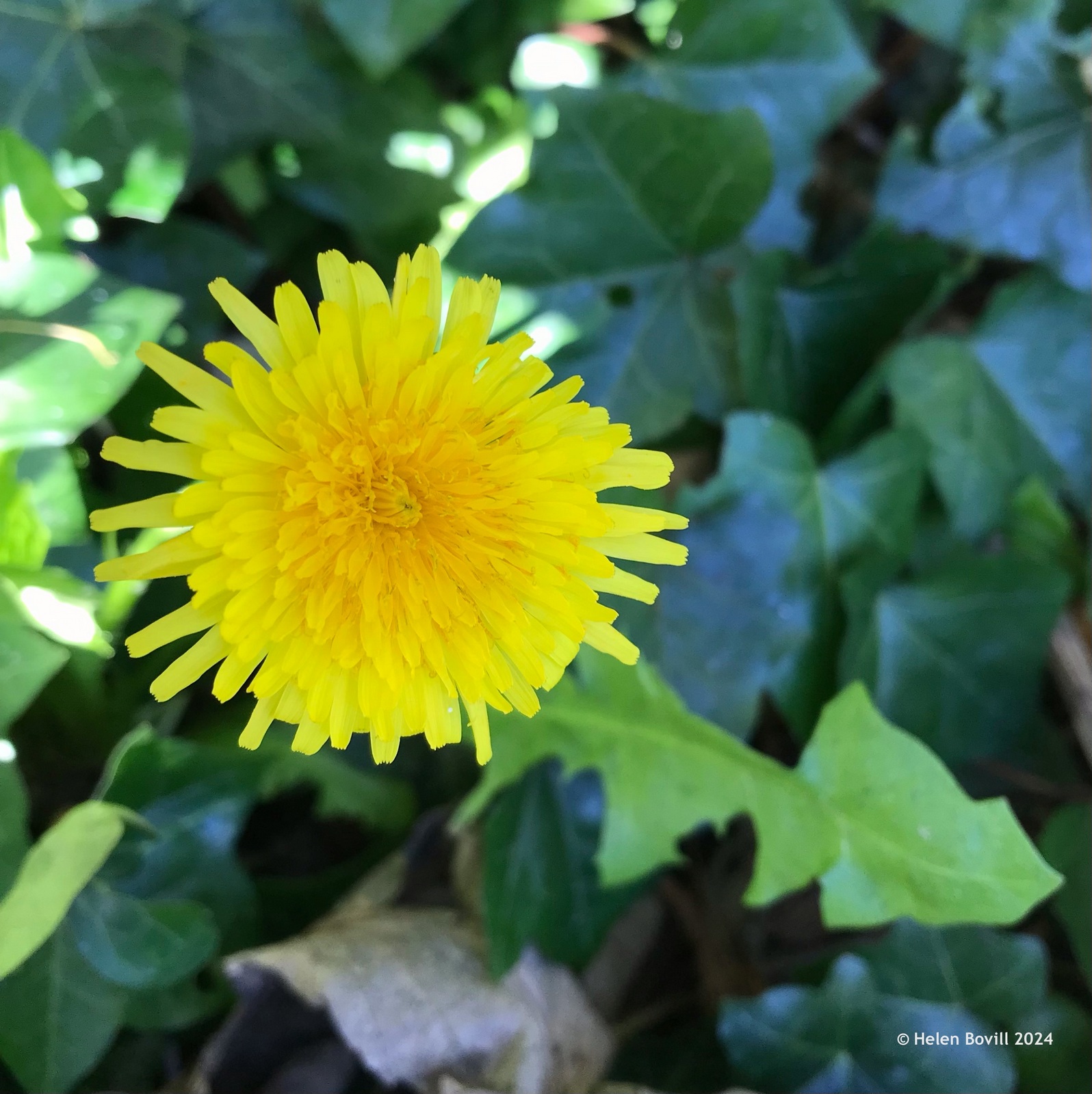 A Dandelion growing on the verge alongside the cemetery