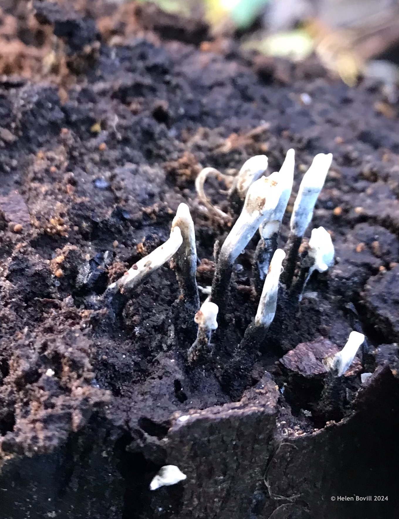 The small white upright strands of Candlesnuff fungus growing on a rotting tree stump