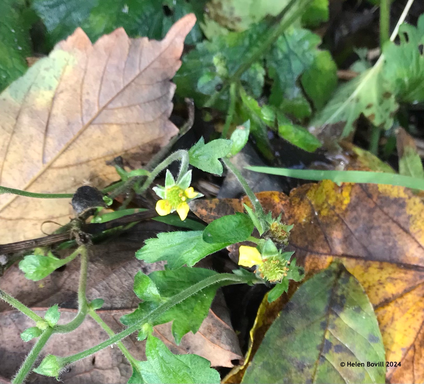 Tiny yellow Wood Avens flowers