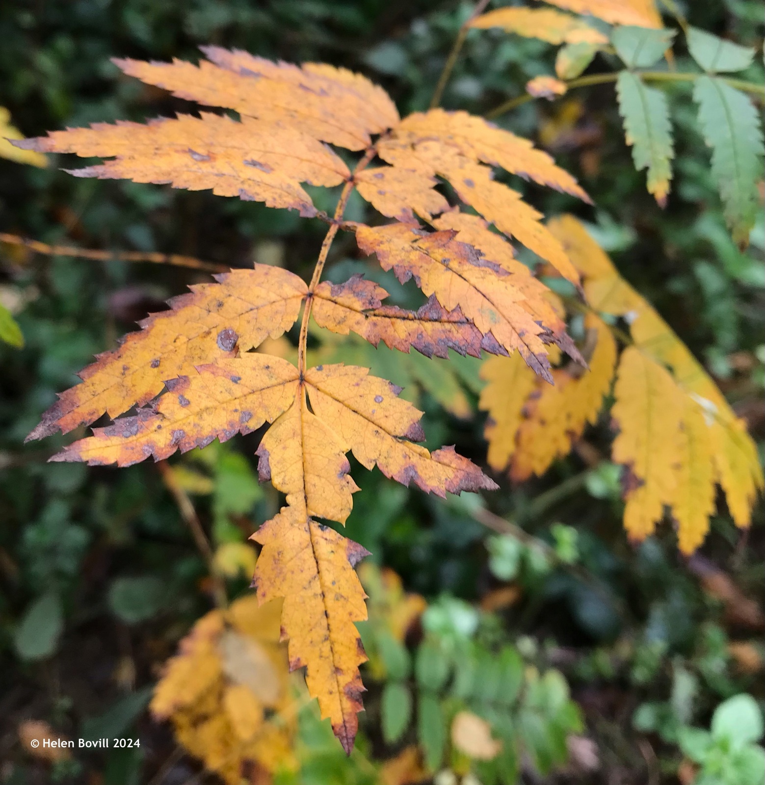 The orange and yellow colours of autumn on Rowan leaves