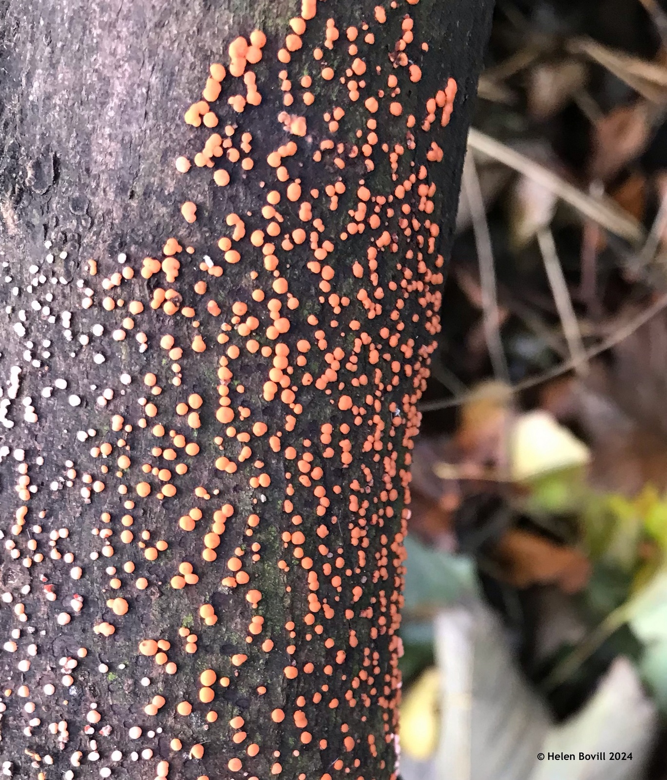 Tiny orange dots of Coral Spot fungus growing on a fallen branch in the cemetery