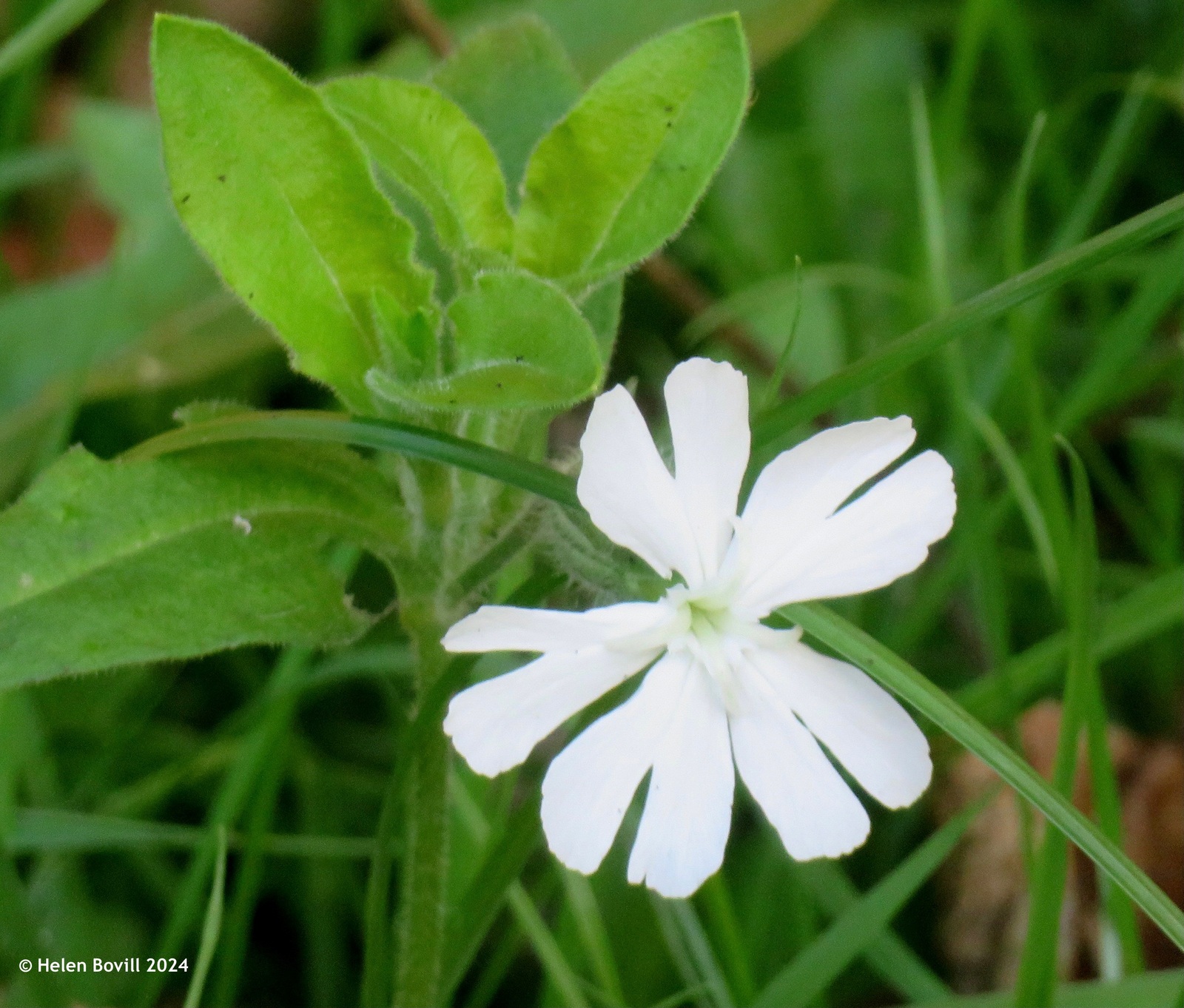 White Campion 