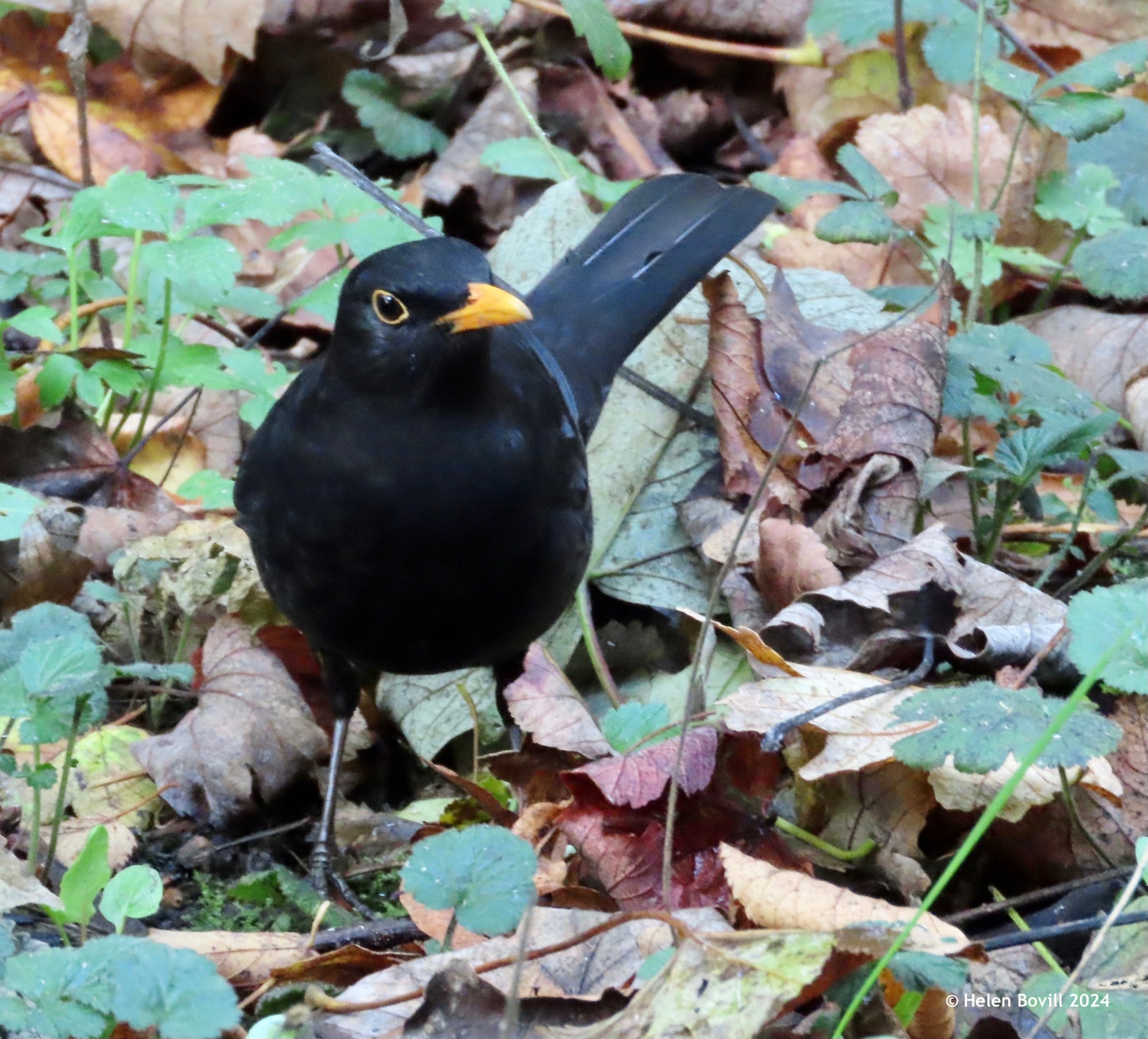 A male Blackbird foraging on the ground in the Quaker Burial Ground