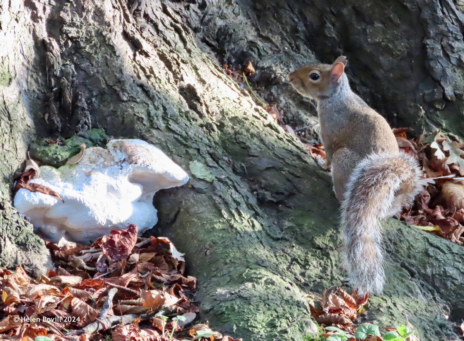 A squirrel pauses at the foot of a tree, near a large bracket fungus