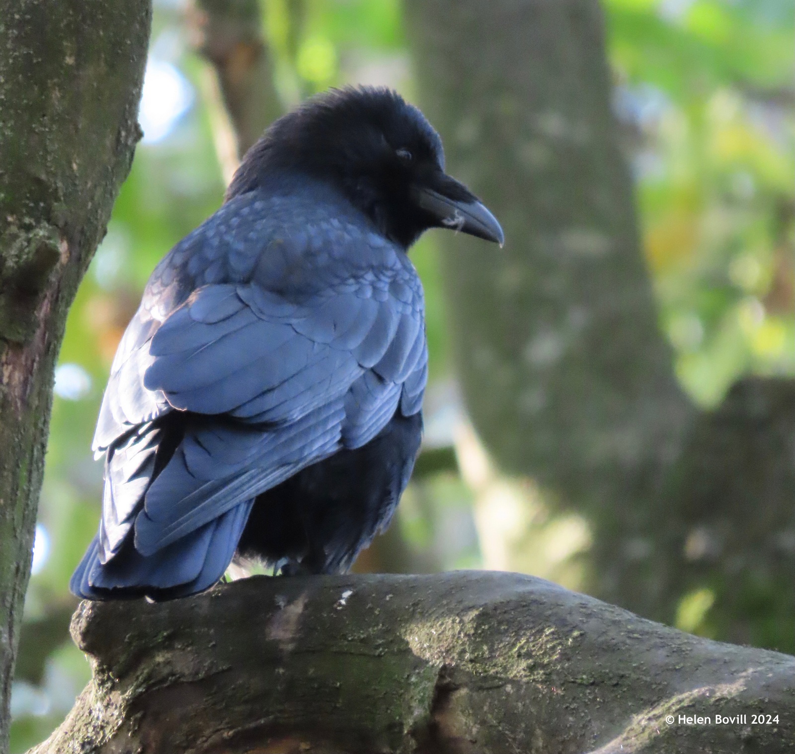 A Carrion Crow perched in a tree in the western end of the cemetery