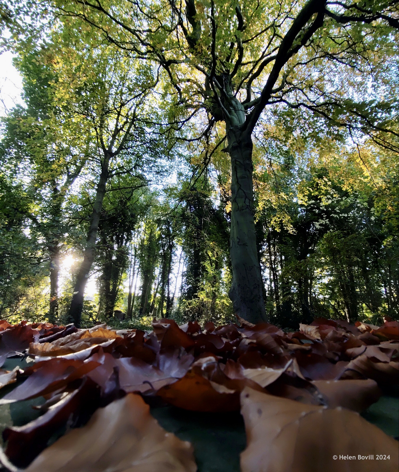 A large Beech Tree in the centre of the cemetery, with some of its fallen leaves on top of a nearby gravestone