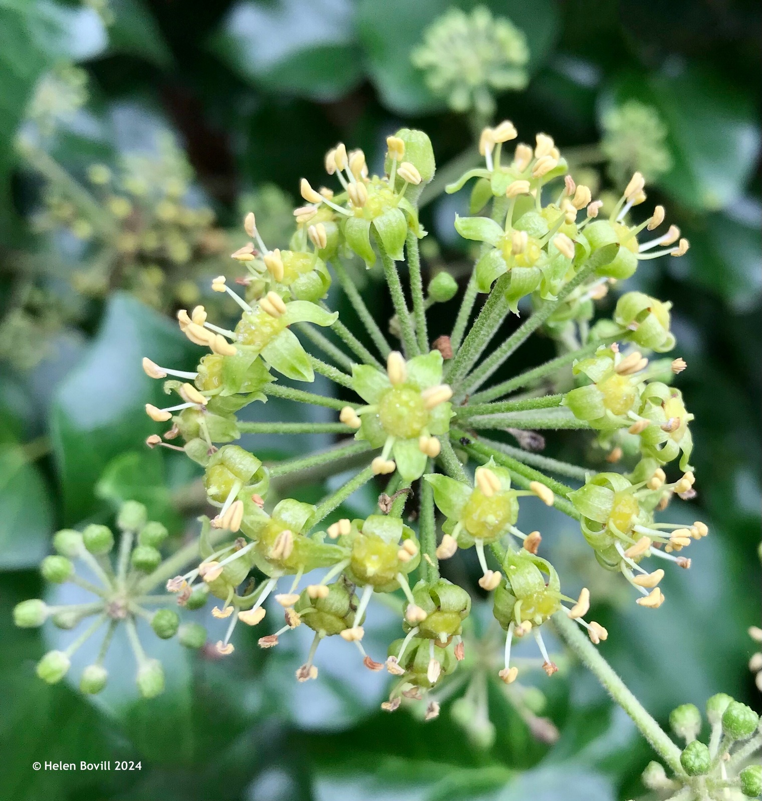 Ivy flowers on a plant growing upwards