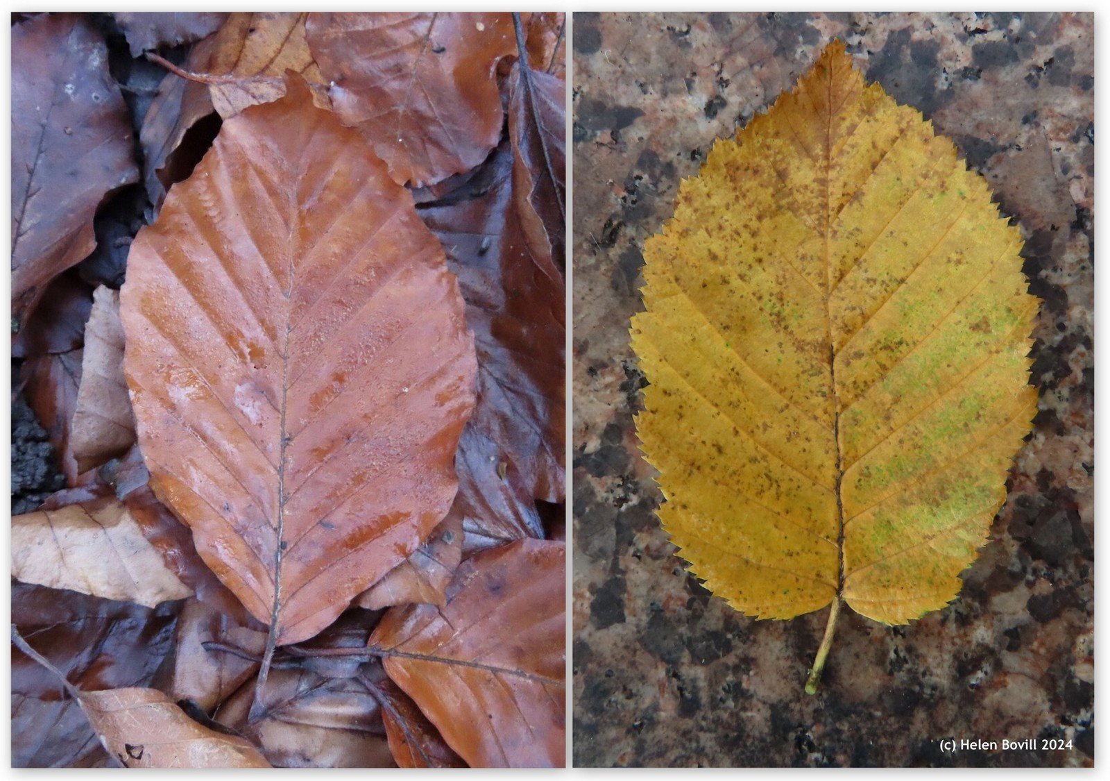 Two photos of leaves on the ground, one showing the coppery colour of the Beech and the other showing the yellow colour of the Hornbeam