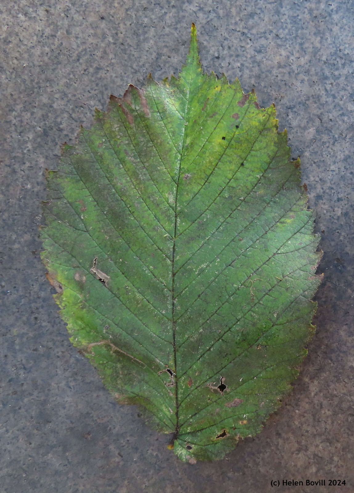 The green leaf of an Elm, resting on a headstone in the cemetery