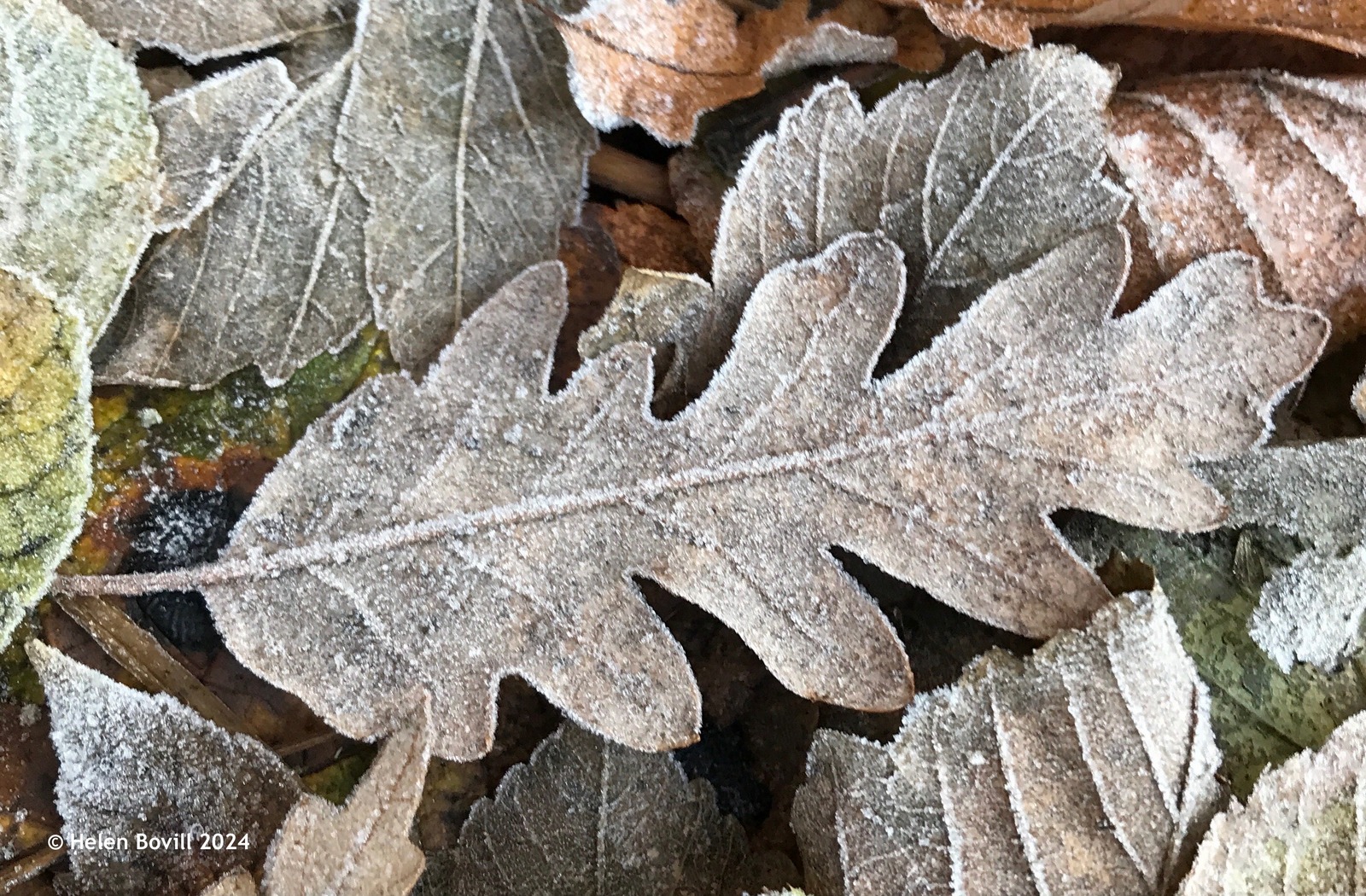 Fallen Turkey Oak leaves covered in frost on the cemetery verge