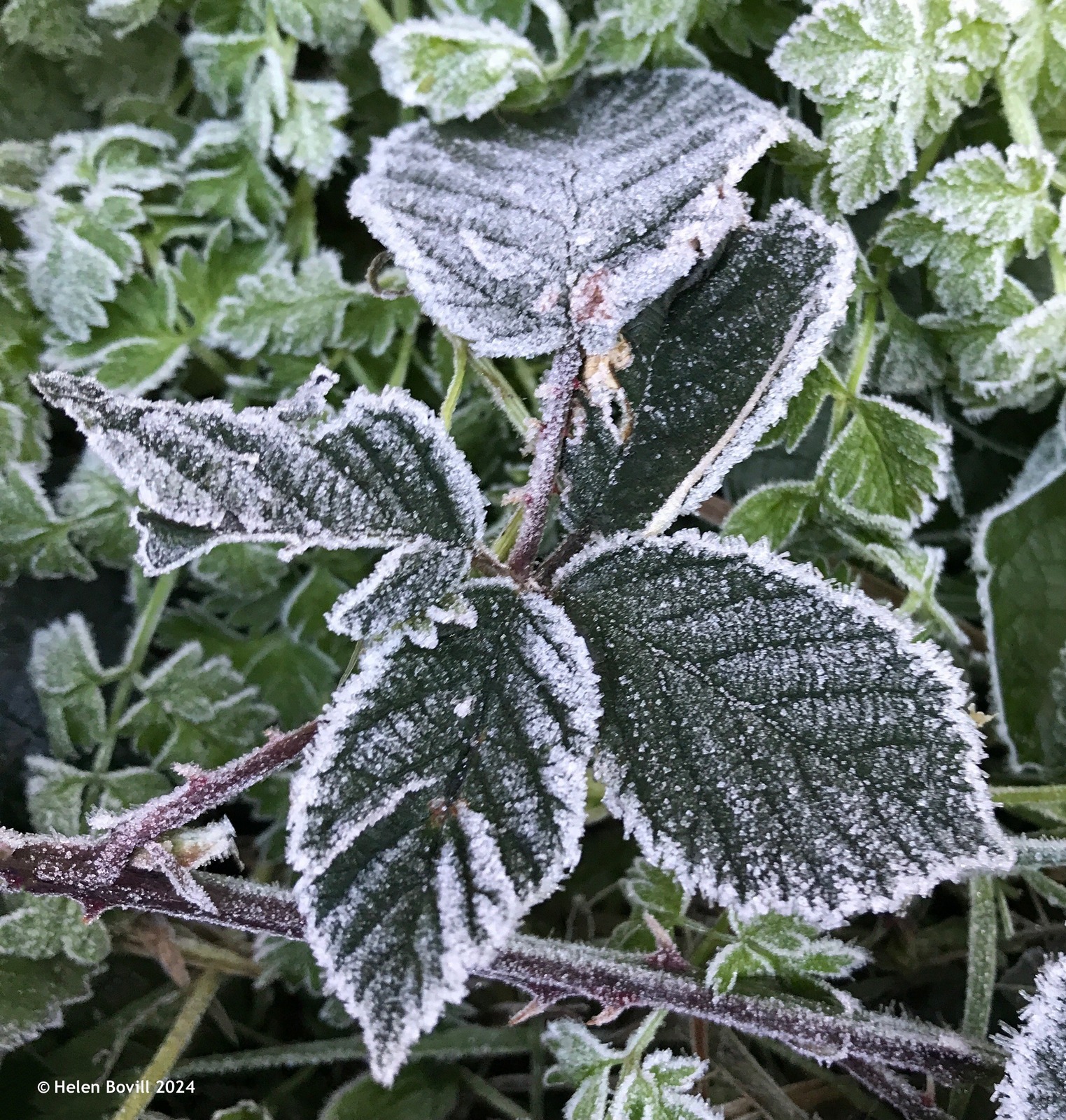 Bramble leaves covered in frost