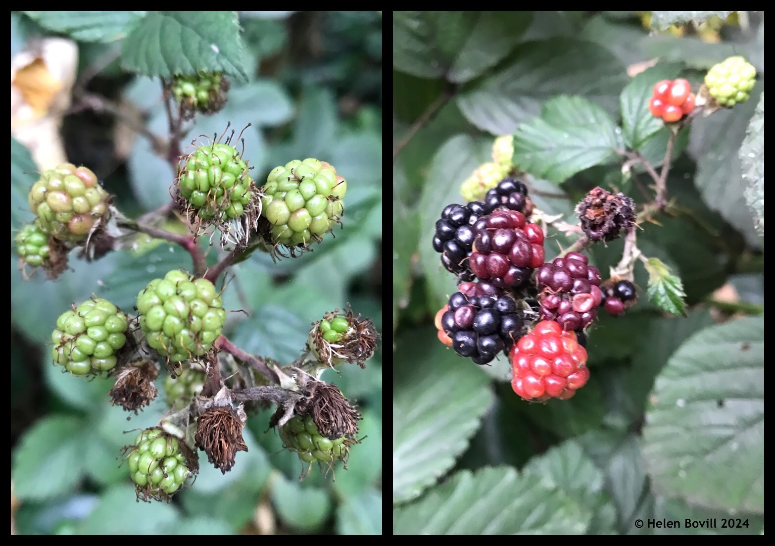 Bramble fruits at varying stages of ripeness 