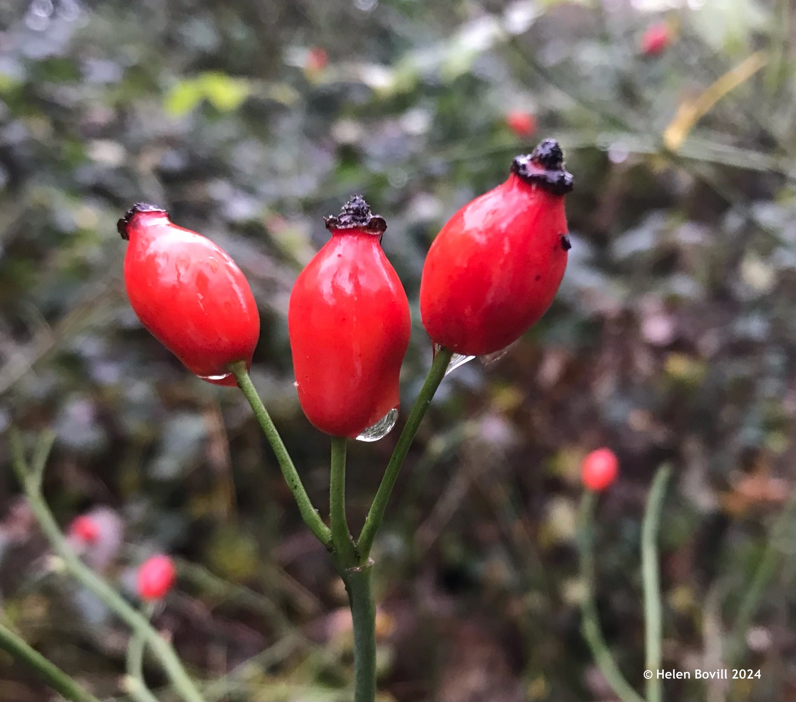 Rose hips with raindrops on them in the cemetery