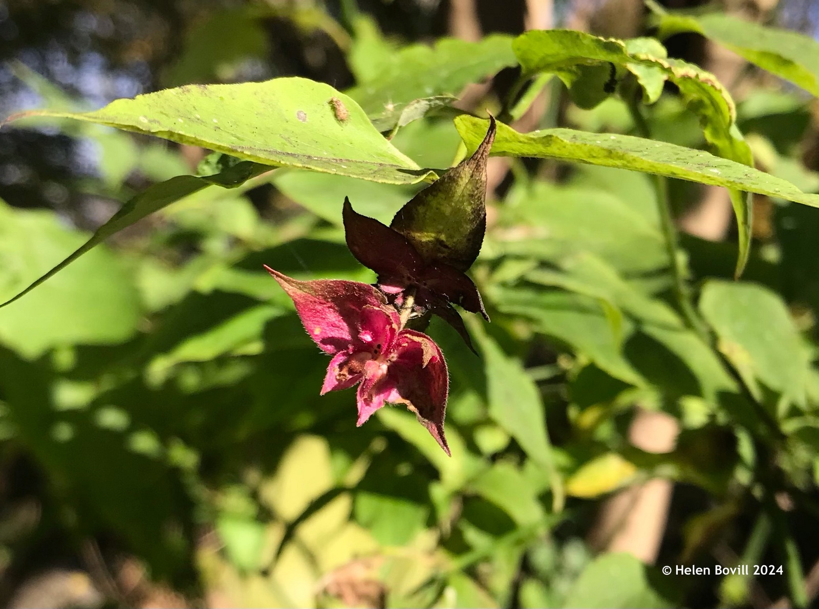 The dark red flower of Himalayan Honeysuckle