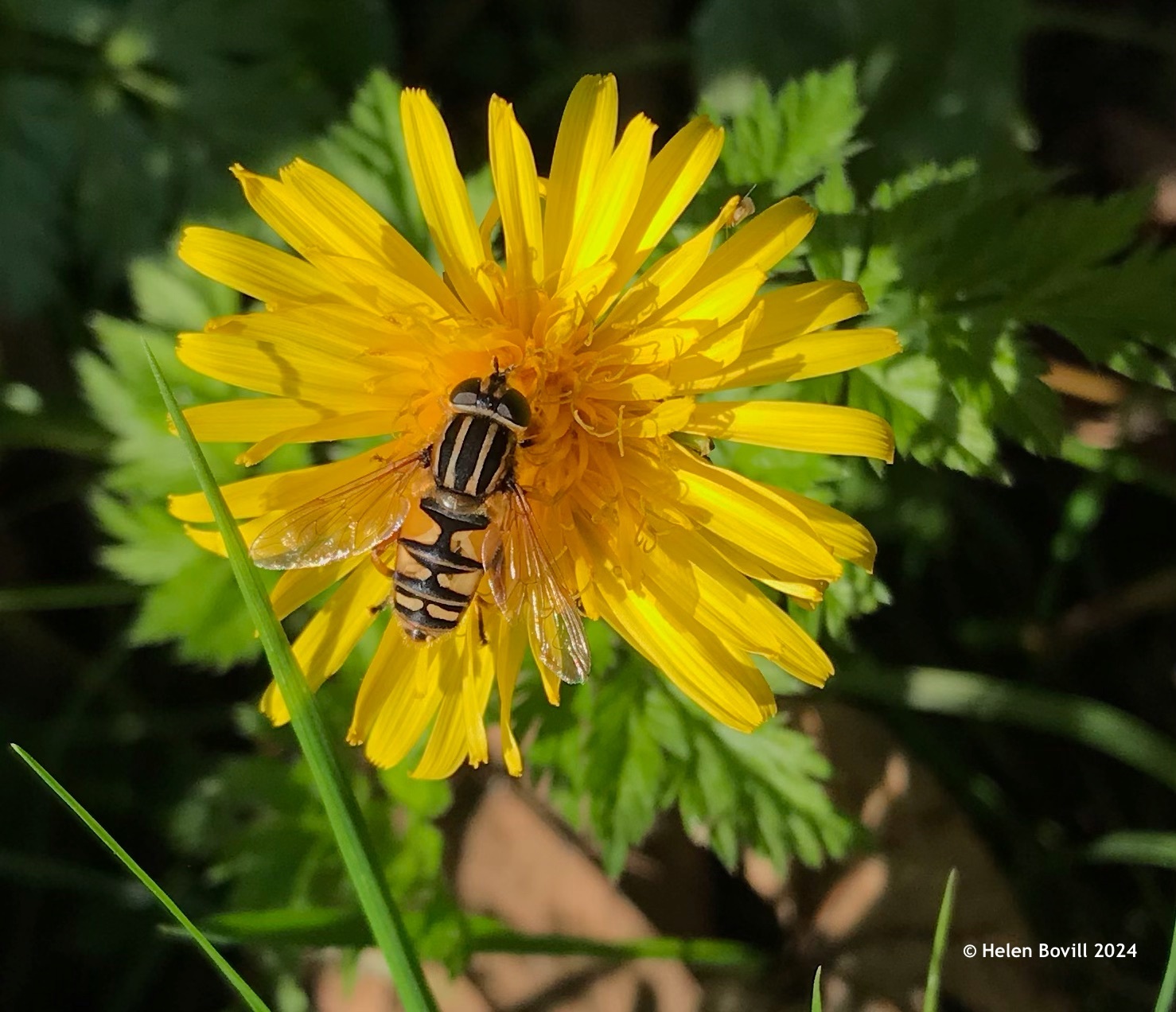 A Sun Fly hoverfly feeding on a dandelion 