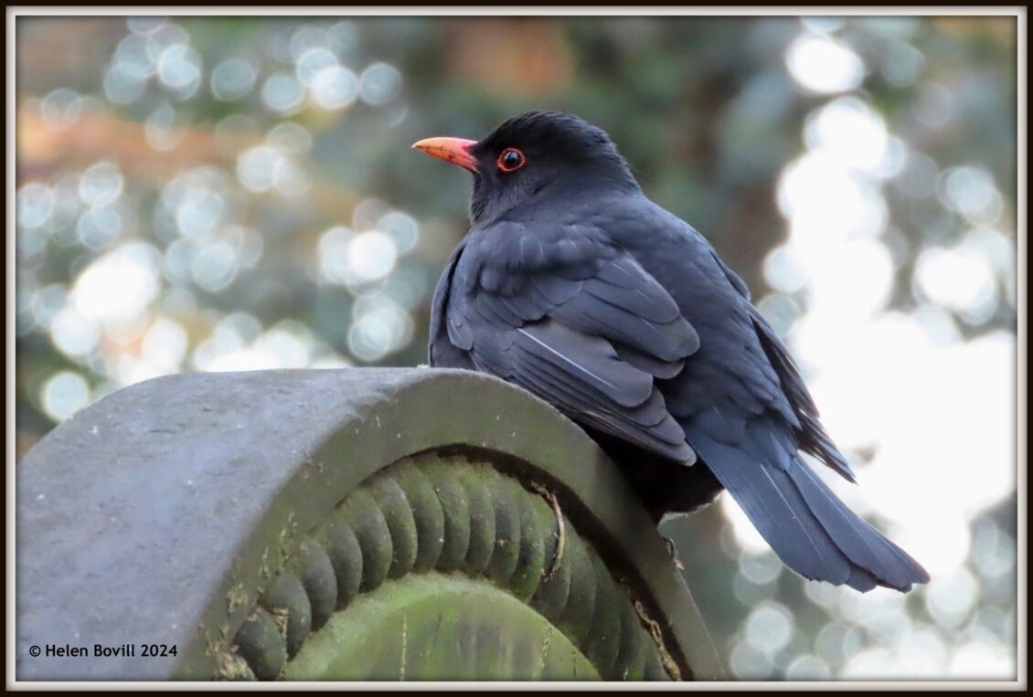 A male blackbird sitting atop a headstone in the cemetery