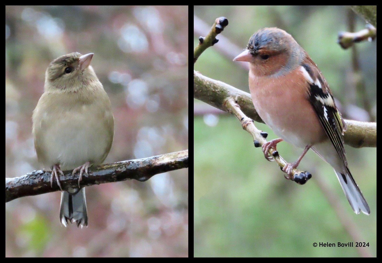 A male and a female chaffinch perched on branches in the cemetery