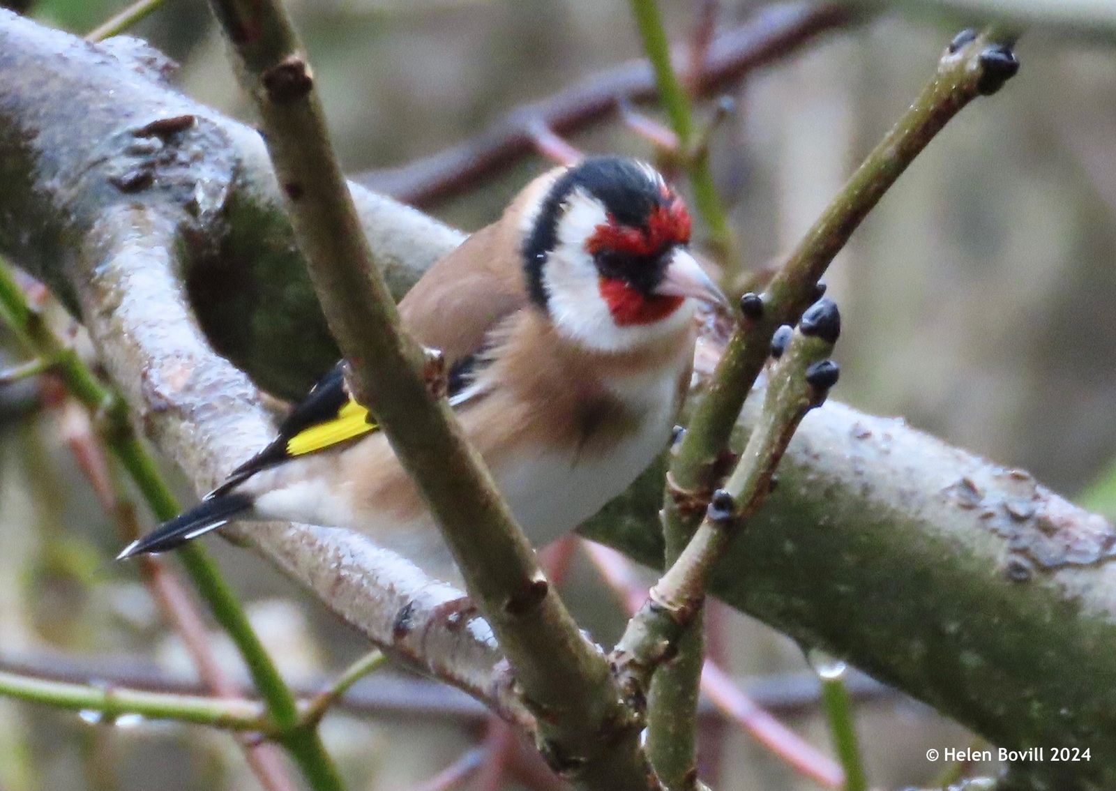 A Goldfinch perched in a tree in the cemetery