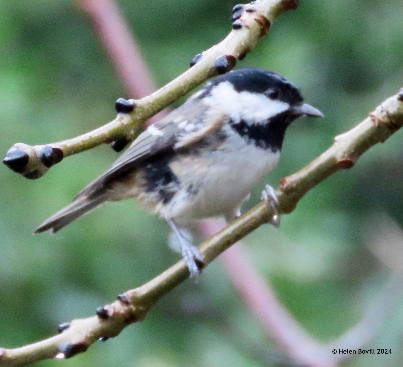 A Coal Tit perched on a branch in the cemetery