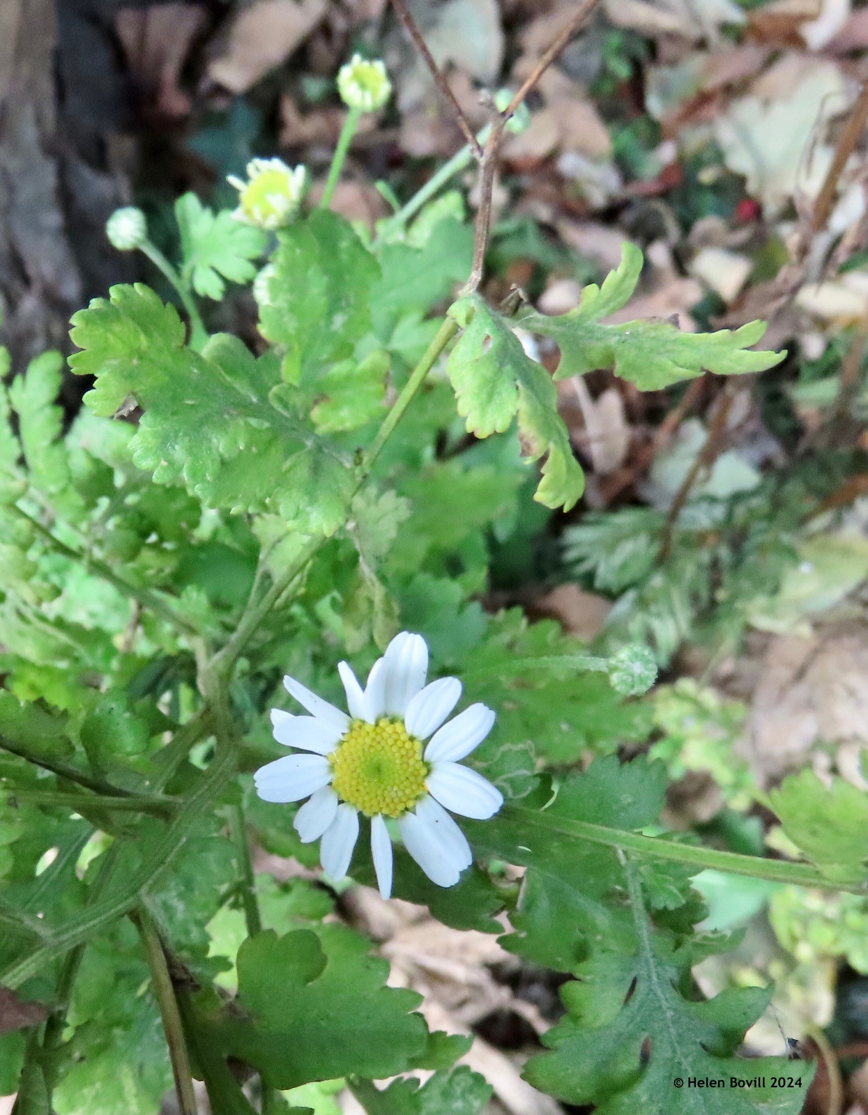 The small daisy-like flowers of Feverfew growing on the verge alongside the cemetery