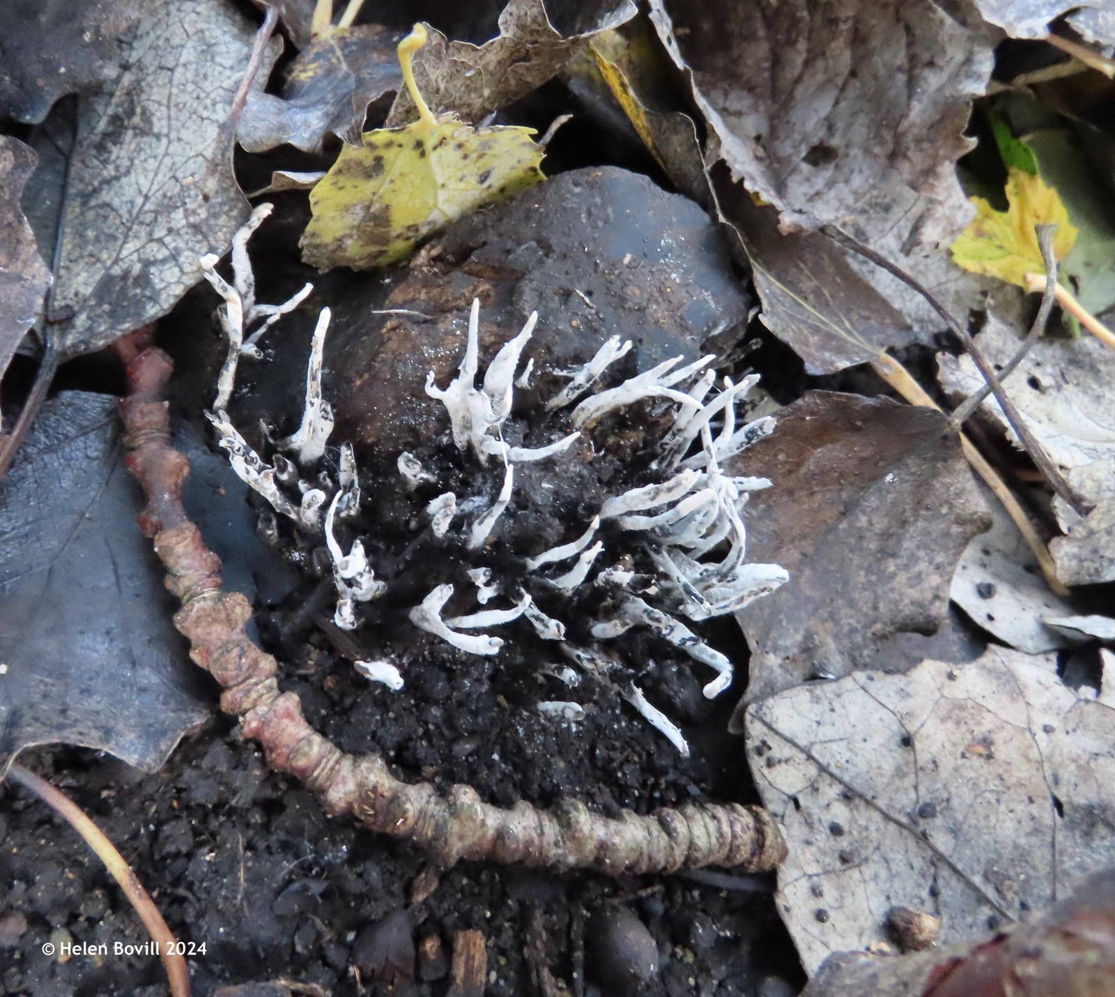 The white fingers of the Candlesnuff fungus growing on a tree stump