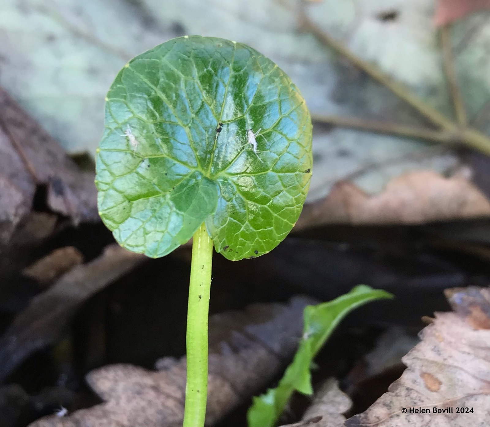 A small new green leaf of the Lesser Celandine amongst autumn leaves