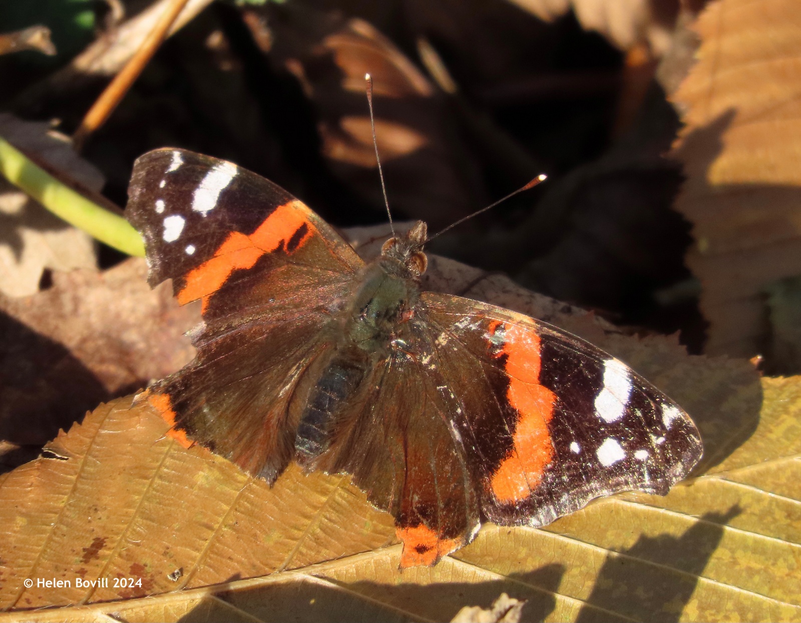 a Red Admiral butterfly resting on a golden leaf on the ground inside the cemetery