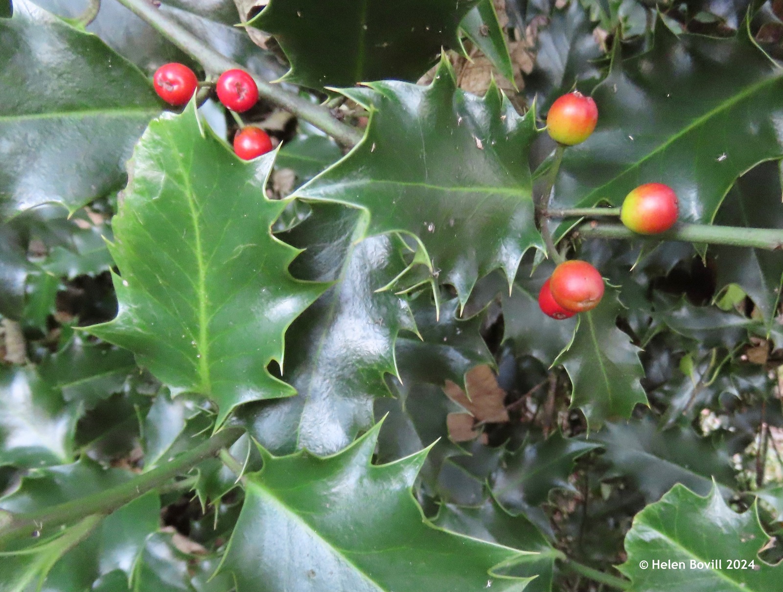 Holly with berries, some of them not fully ripe