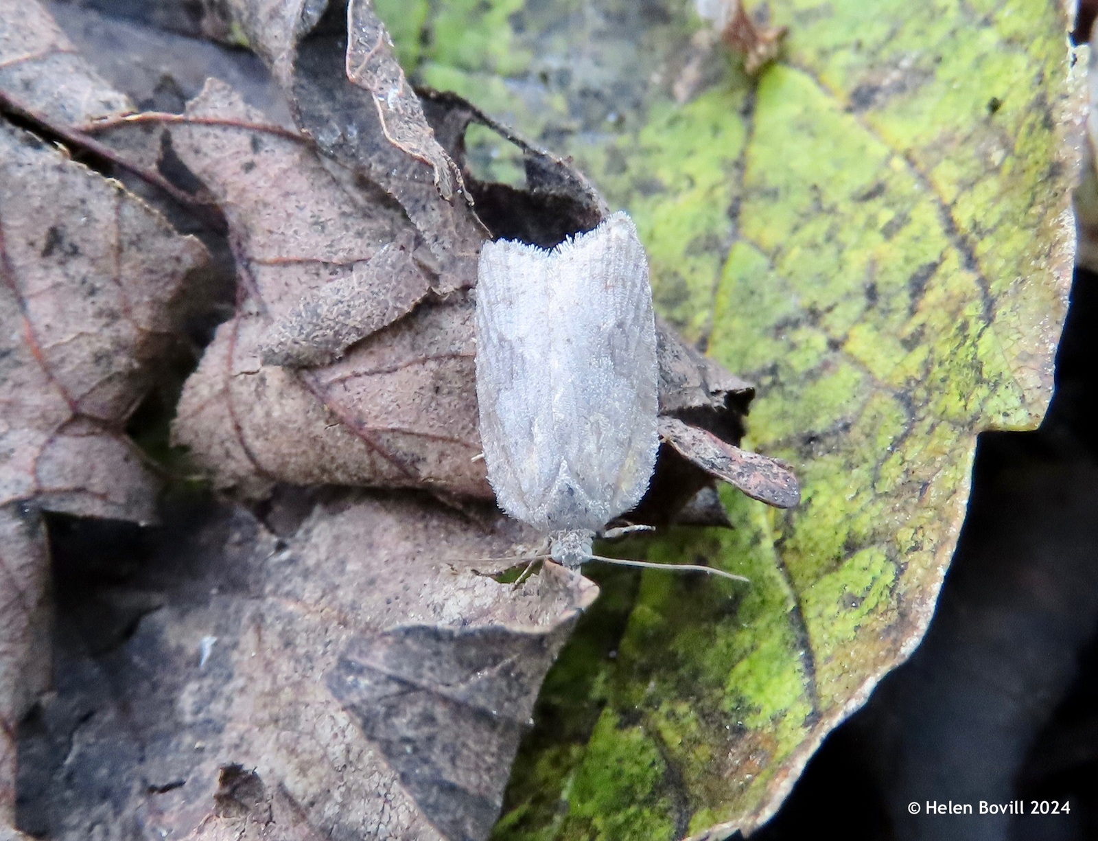 A tiny pale grey Ashy Button moth, resting on autumn leaves