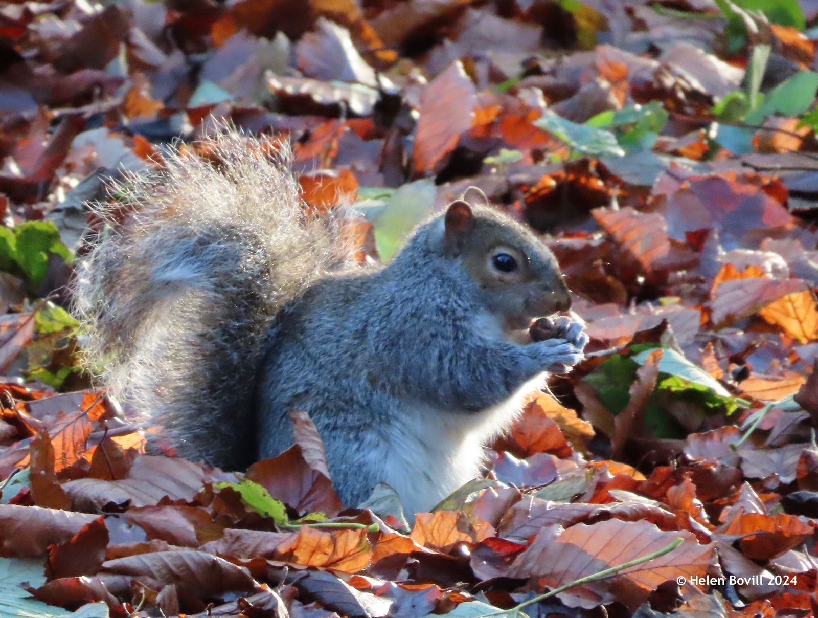 A Grey Squirrel amongst fallen beech leaves