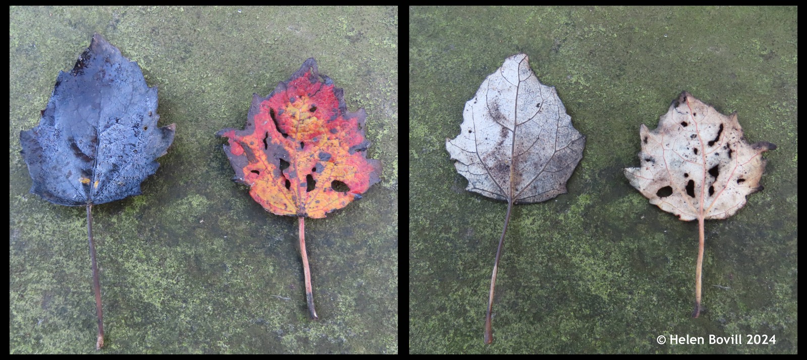 Two photos of two White Poplar leaves, one showing the tops and the other showing the undersides of them