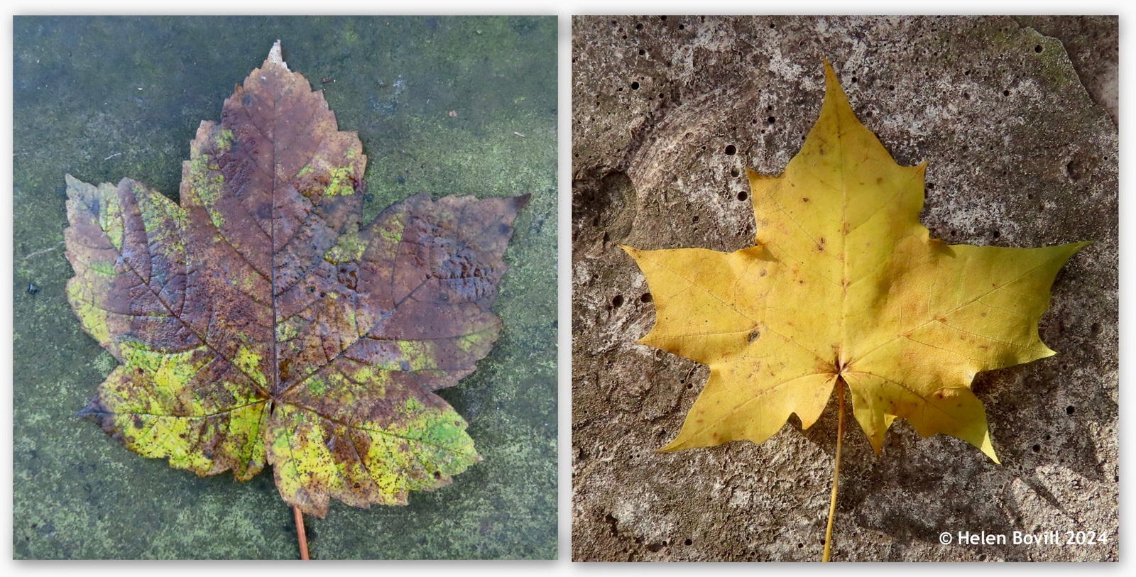 Two photos of fallen leaves, one showing a sycamore leaf and the other showing a Norway Maple leaf