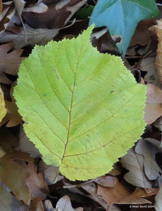 The green leaf of the Small-leaved Lime on the ground in the cemetery