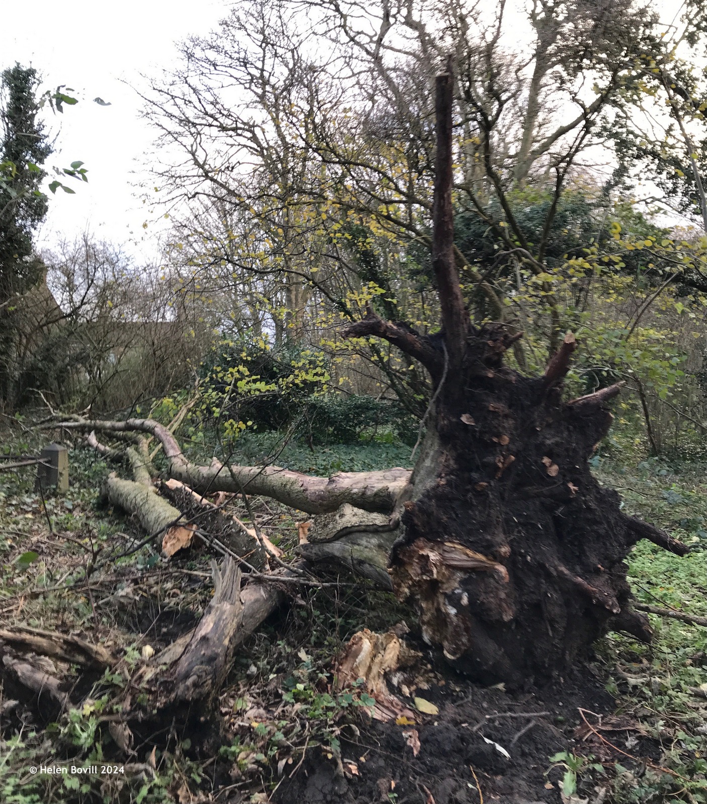 A fallen tree in the cemetery