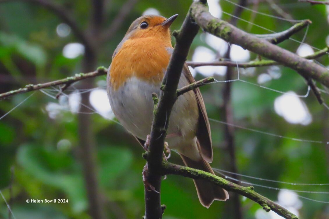 A Robin in a tree in the cemetery